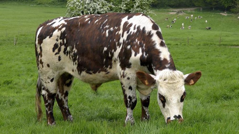 À partir de 6 mois, le bœuf normand sera nourri 100 % à l’herbe. Stéphane Leitenberger